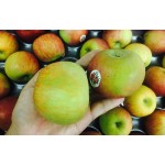 CRISPY FUJI APPLE 135S/150S-18KG